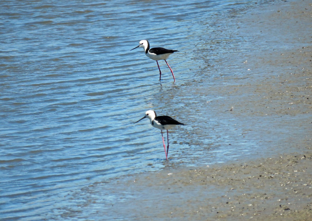 Pied Stilt - ML623713049