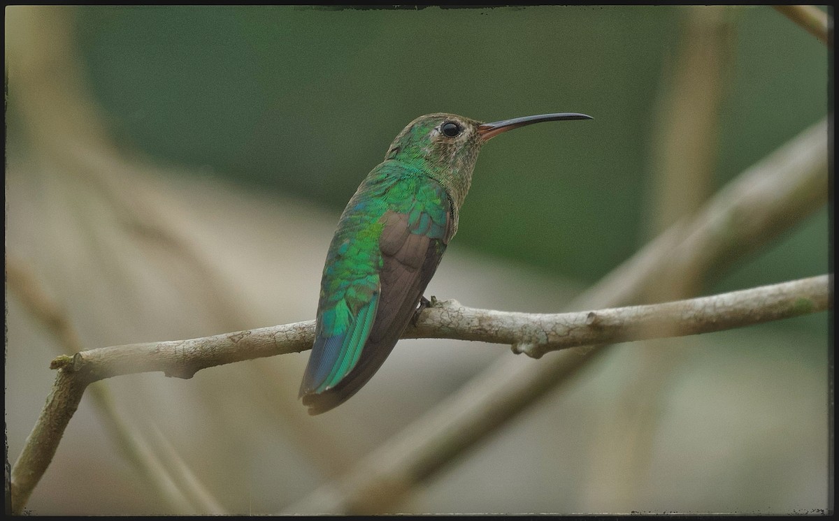 Green-tailed Goldenthroat - Beto Guido Méndez