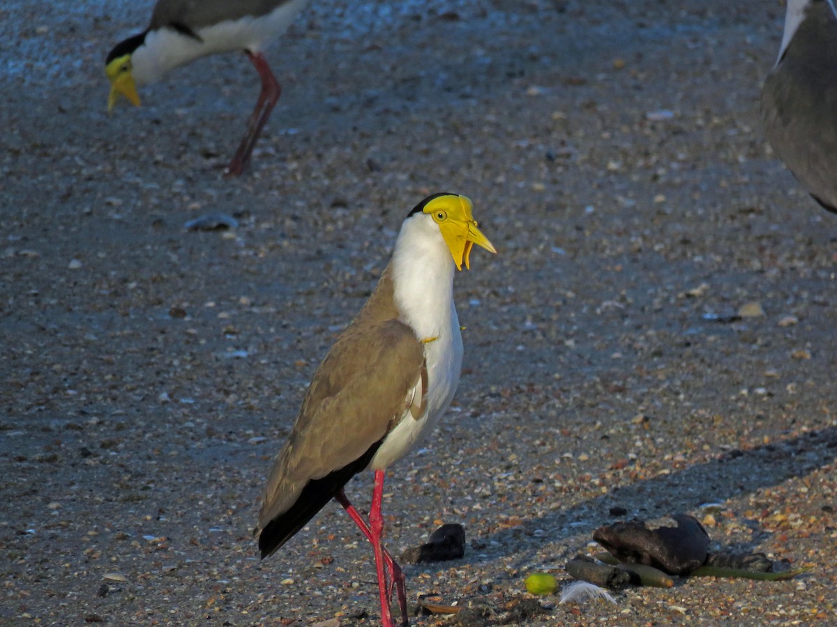 Masked Lapwing - ML623713066