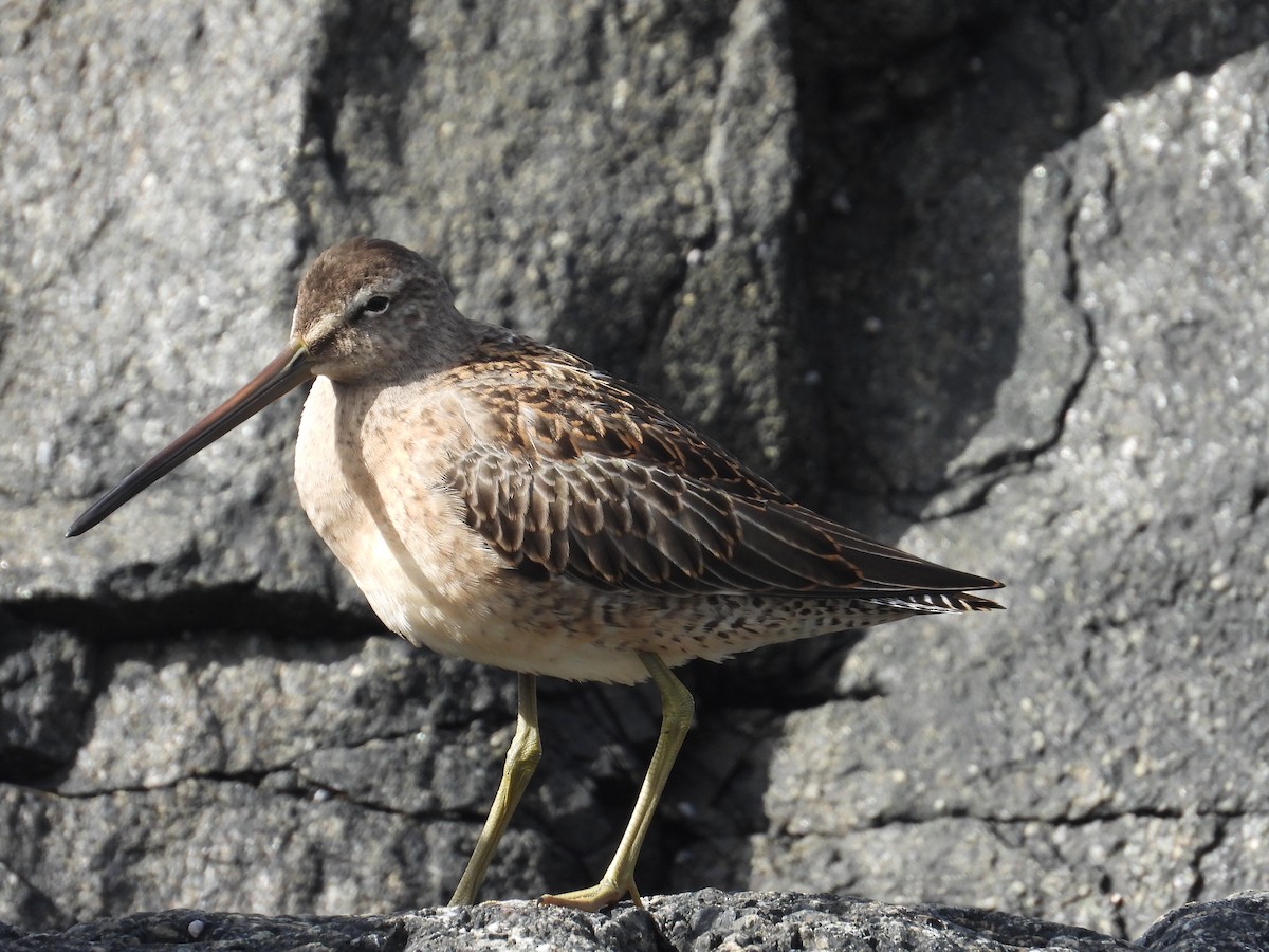 Short-billed Dowitcher - ML623713082