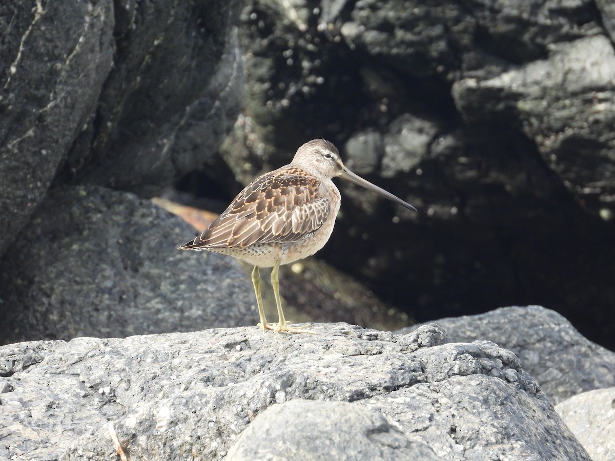 Short-billed Dowitcher - ML623713085