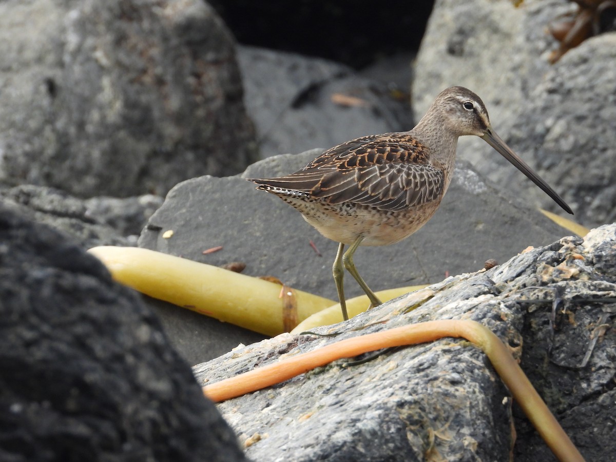 Short-billed Dowitcher - ML623713086