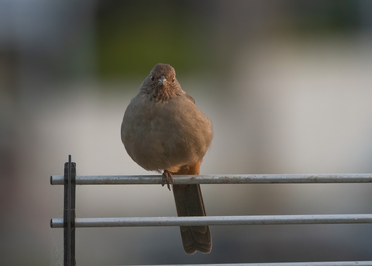 California Towhee - ML623713091