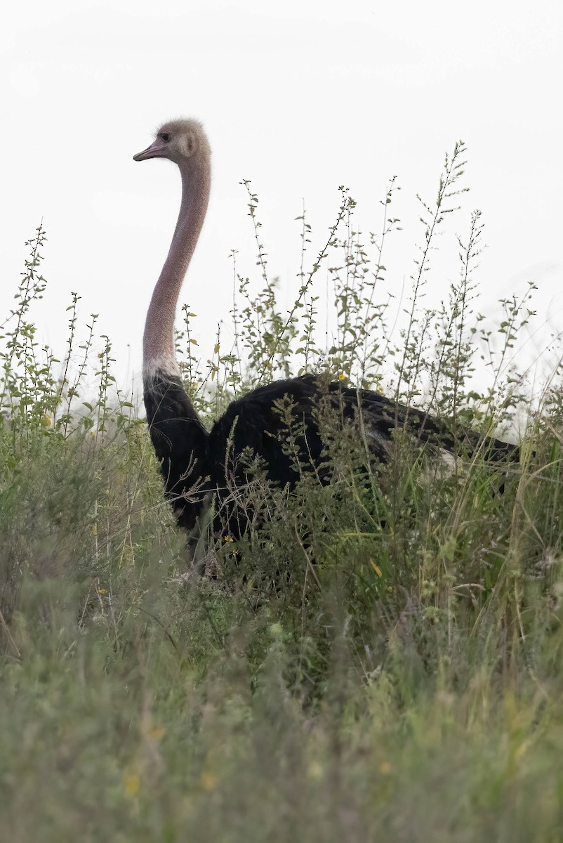 Common Ostrich - ML623713094