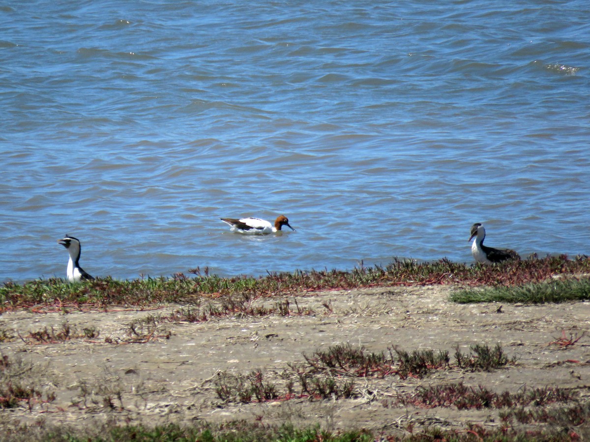 Red-necked Avocet - ML623713095