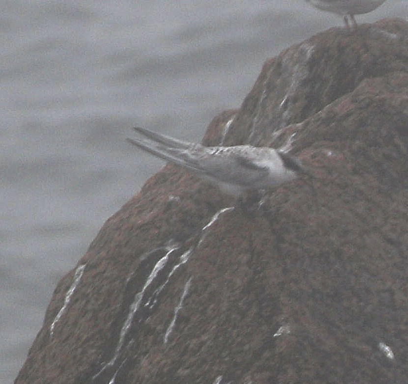 Roseate Tern - Michael Blust