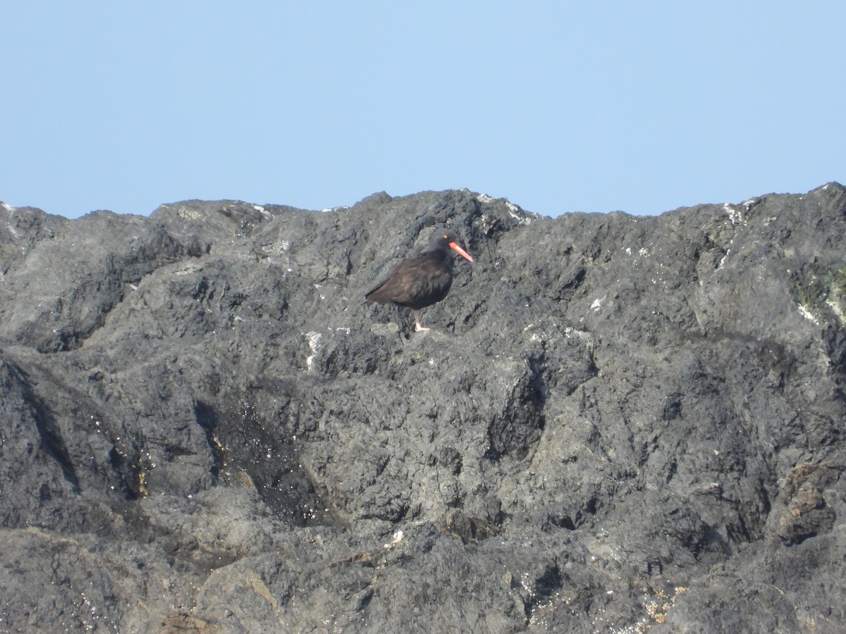 Black Oystercatcher - ML623713119