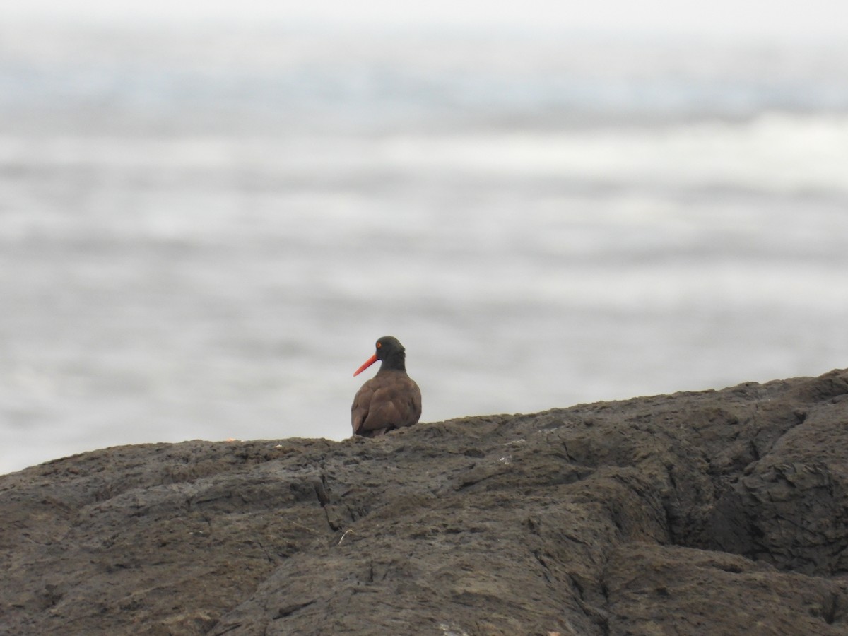 Black Oystercatcher - ML623713120