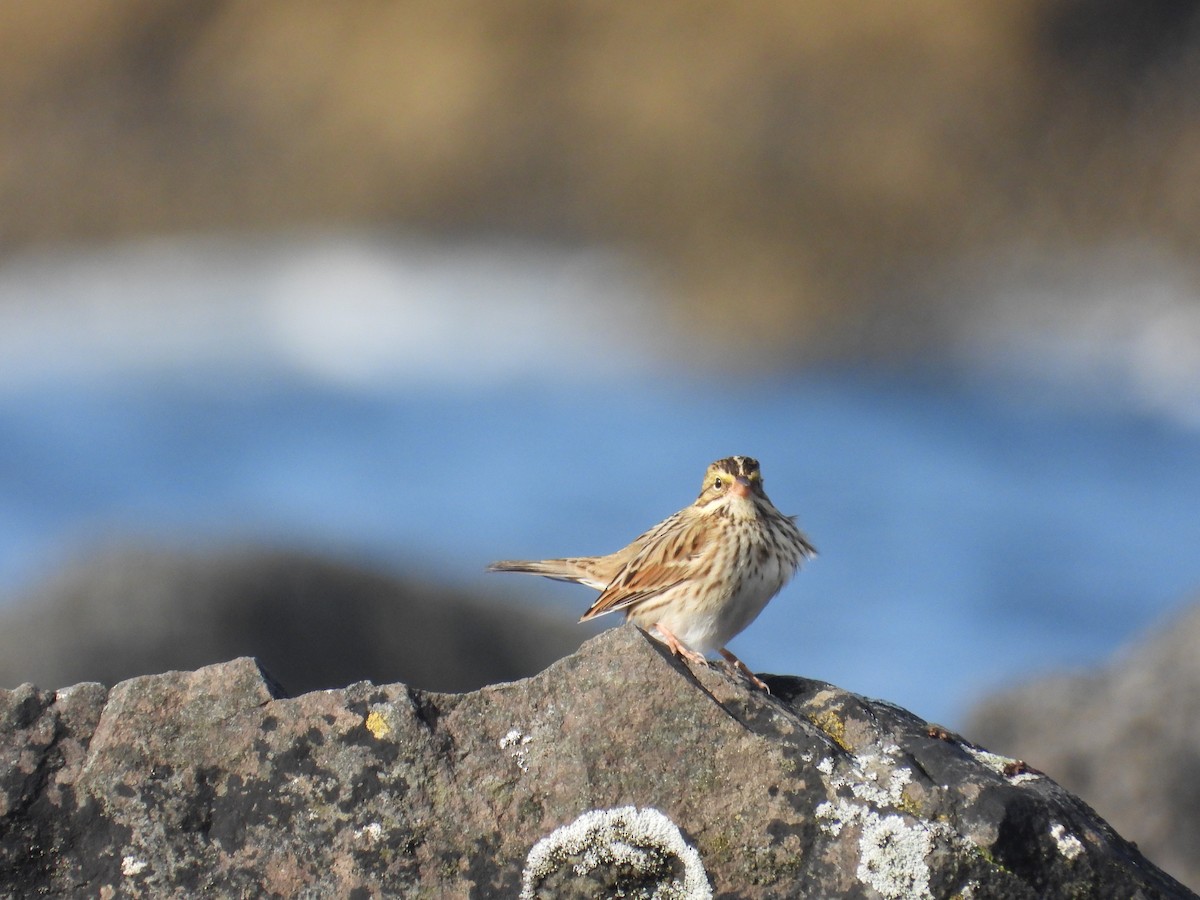 Savannah Sparrow - Martine Parent