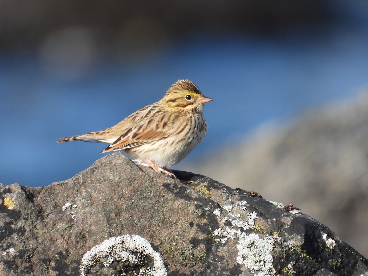 Savannah Sparrow - ML623713128