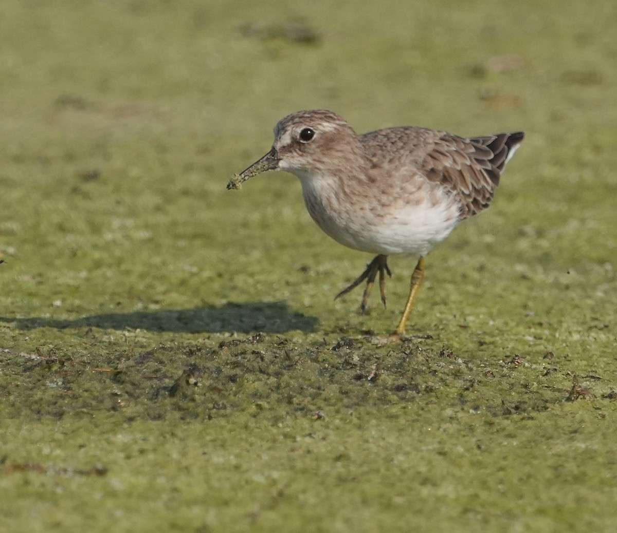 Least Sandpiper - ML623713131