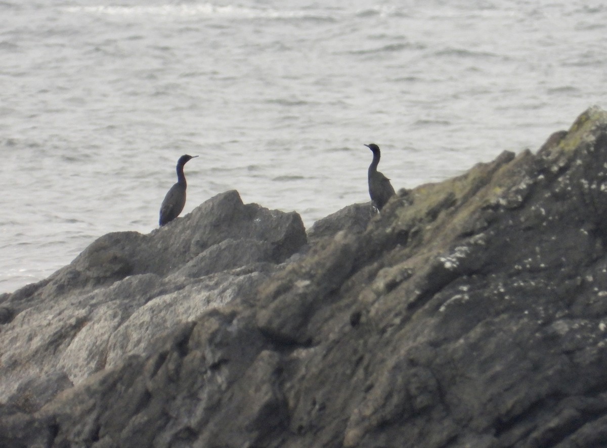 Pelagic Cormorant - ML623713145