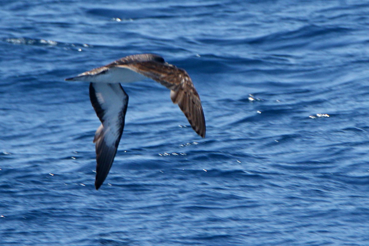 Cory's Shearwater (borealis) - ML623713168