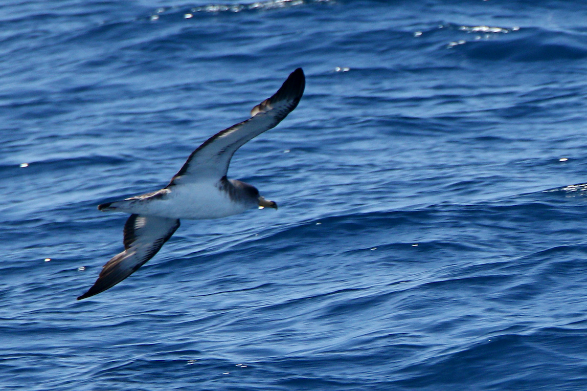 Cory's Shearwater (borealis) - ML623713171