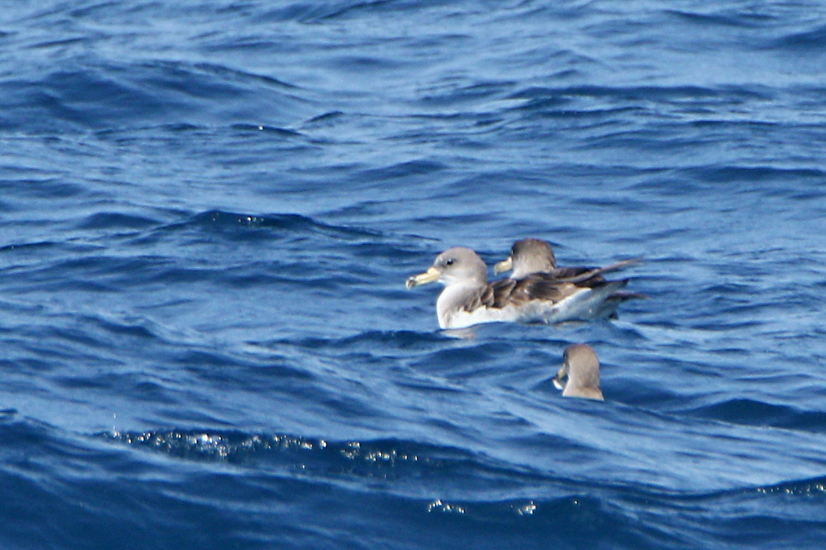 Cory's Shearwater - ML623713174