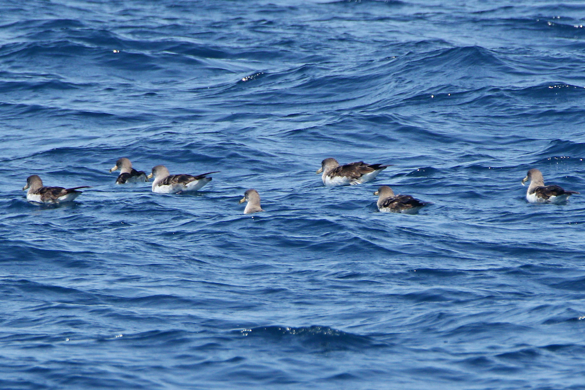 Cory's Shearwater - ML623713177