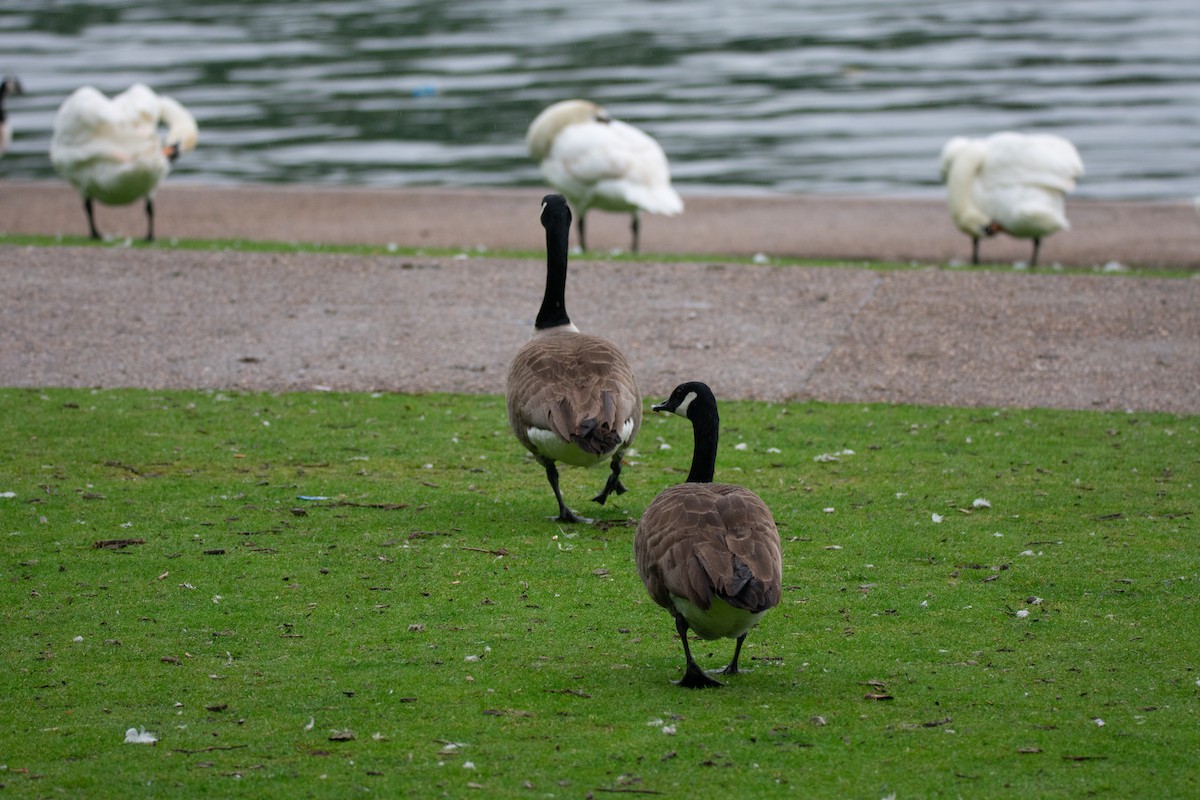 Canada Goose - ML623713193