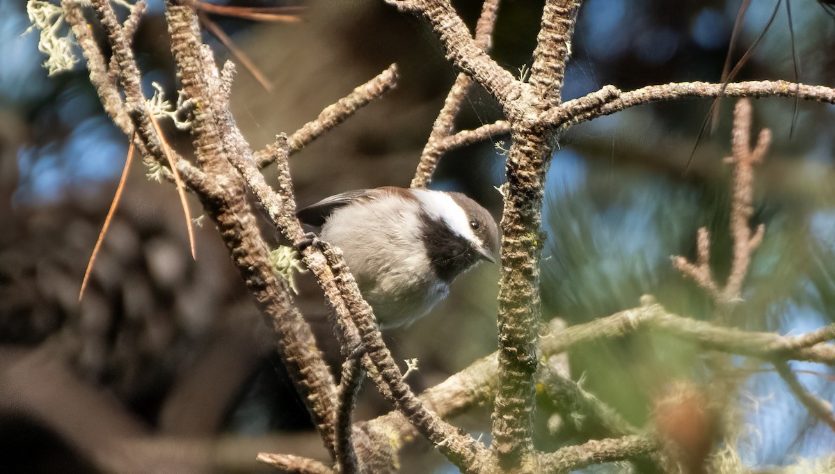 Chestnut-backed Chickadee - ML623713217