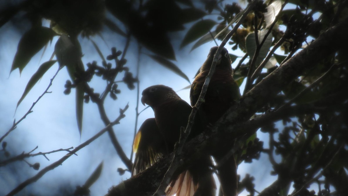 Brown-breasted Parakeet - ML623713242