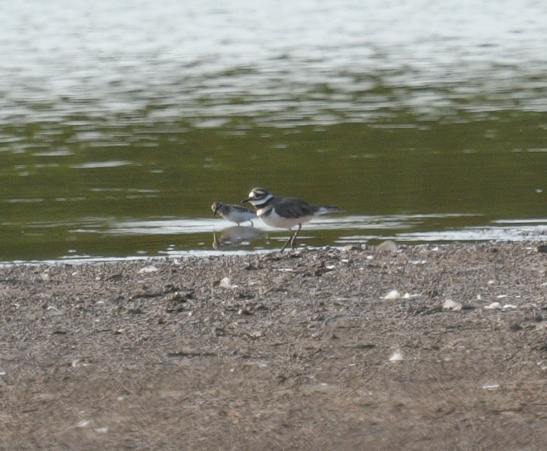 Least Sandpiper - ML623713254