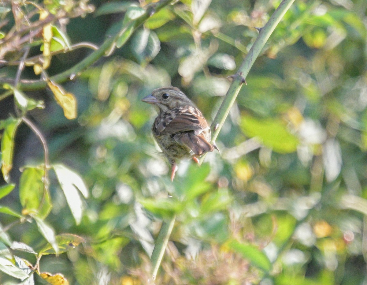 Song Sparrow - ML623713261