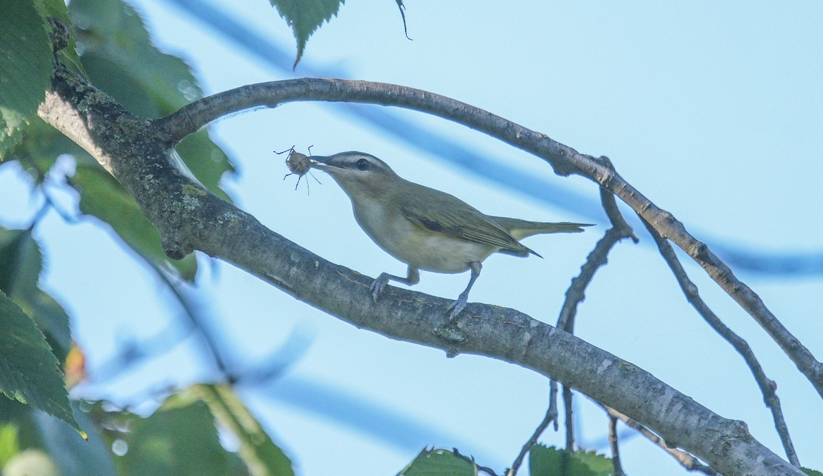 Red-eyed Vireo - ML623713268