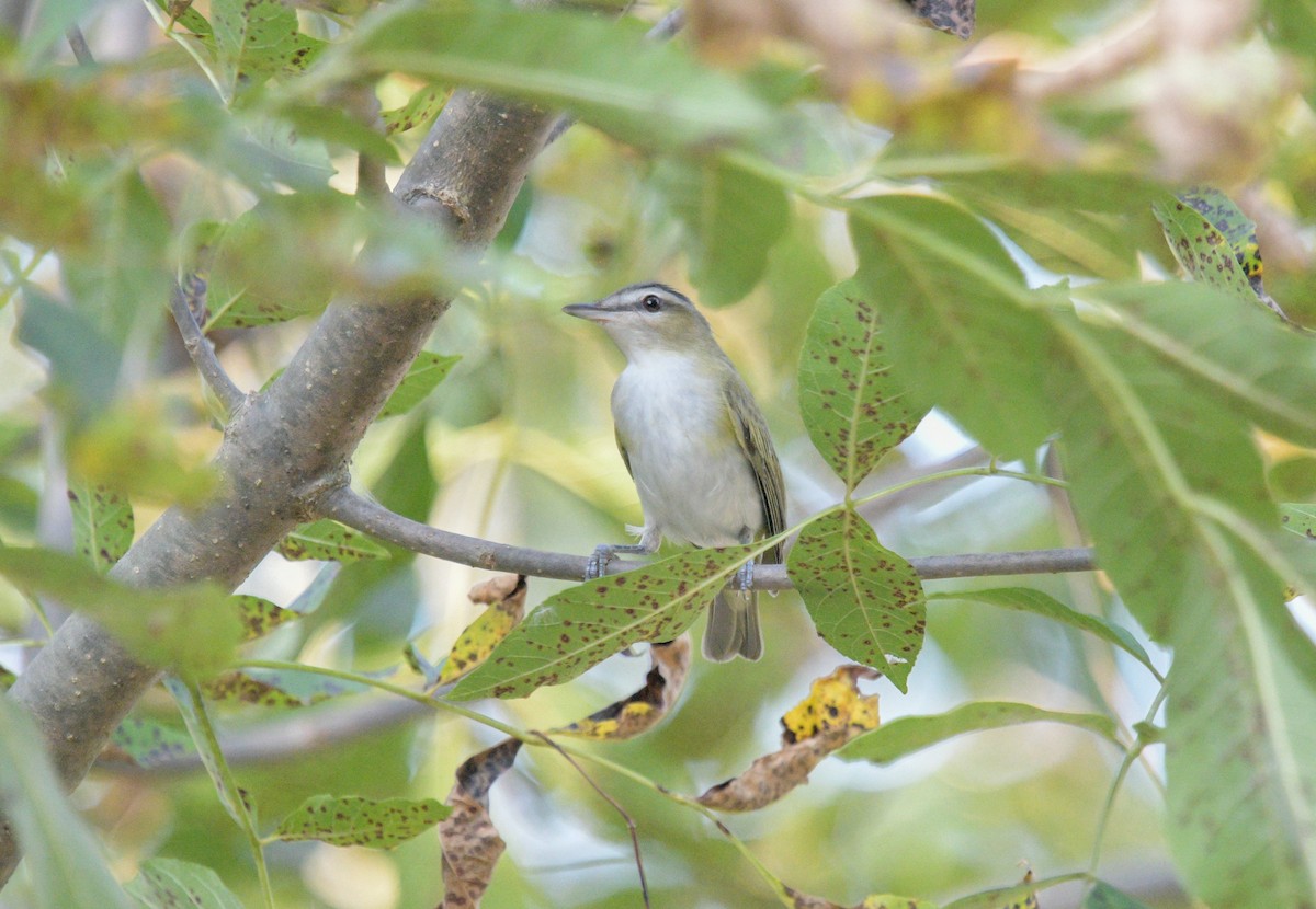 Red-eyed Vireo - ML623713269