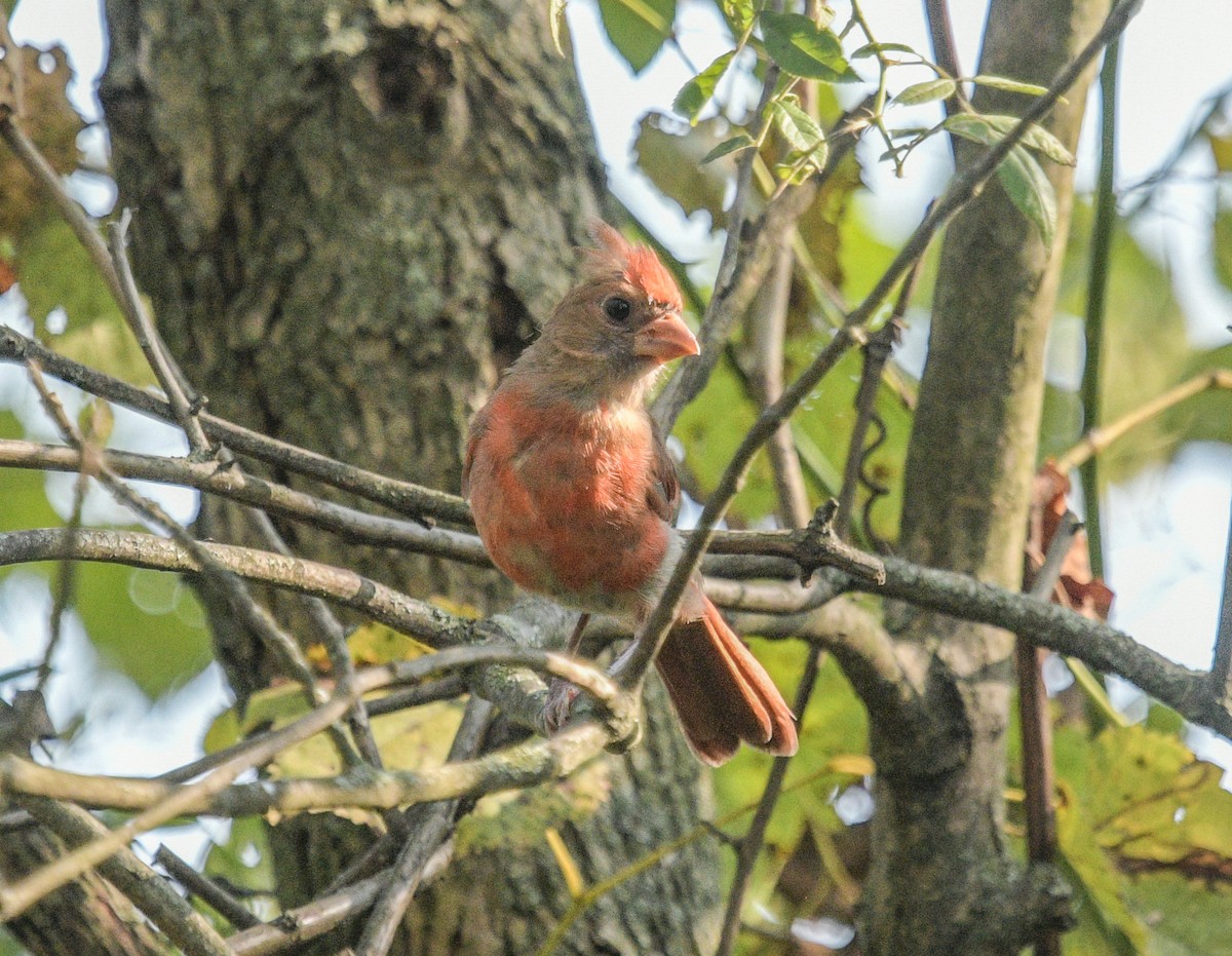 Northern Cardinal - ML623713278