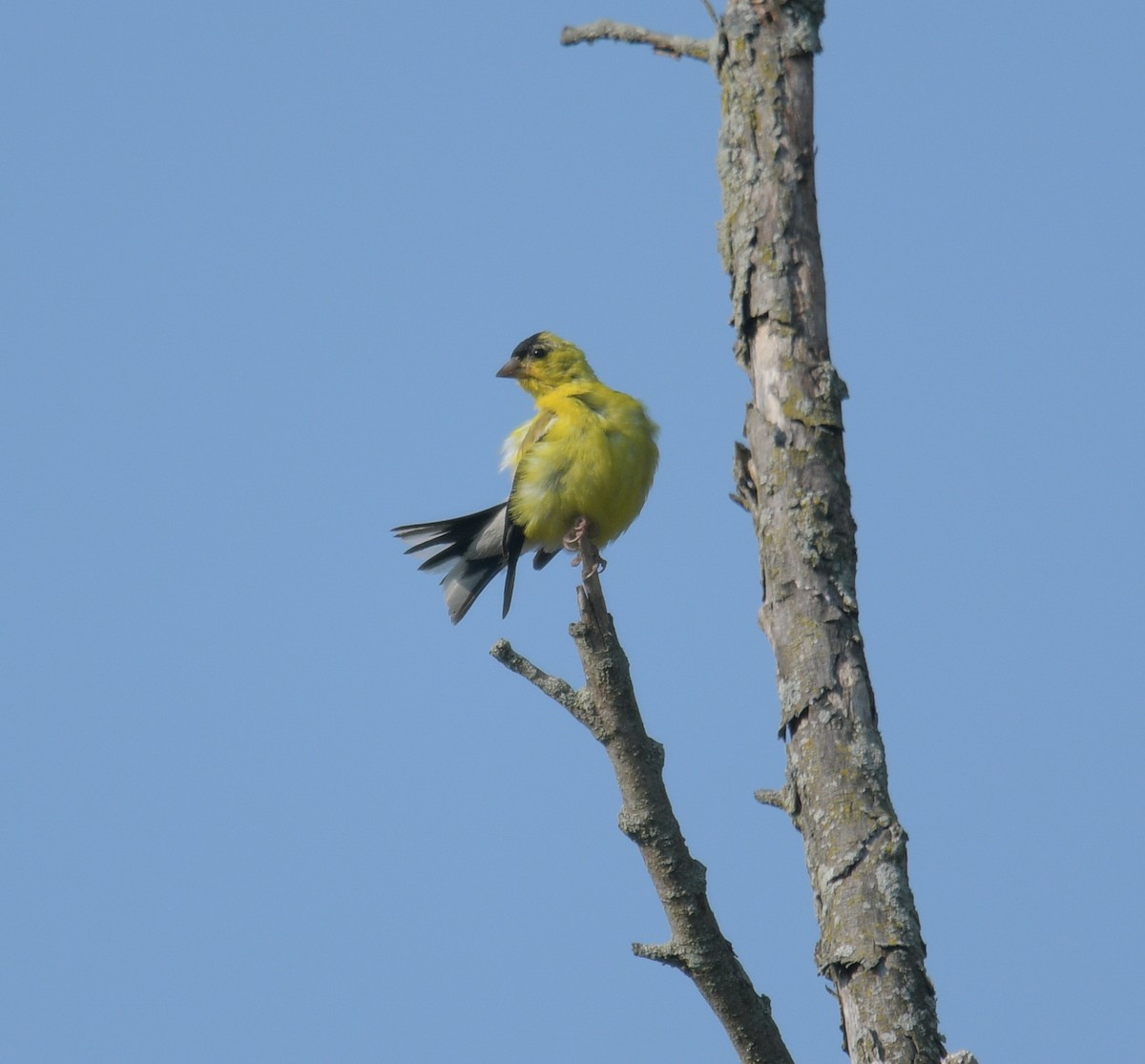 American Goldfinch - ML623713283