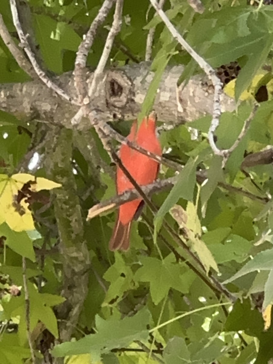 Summer Tanager - ML623713305