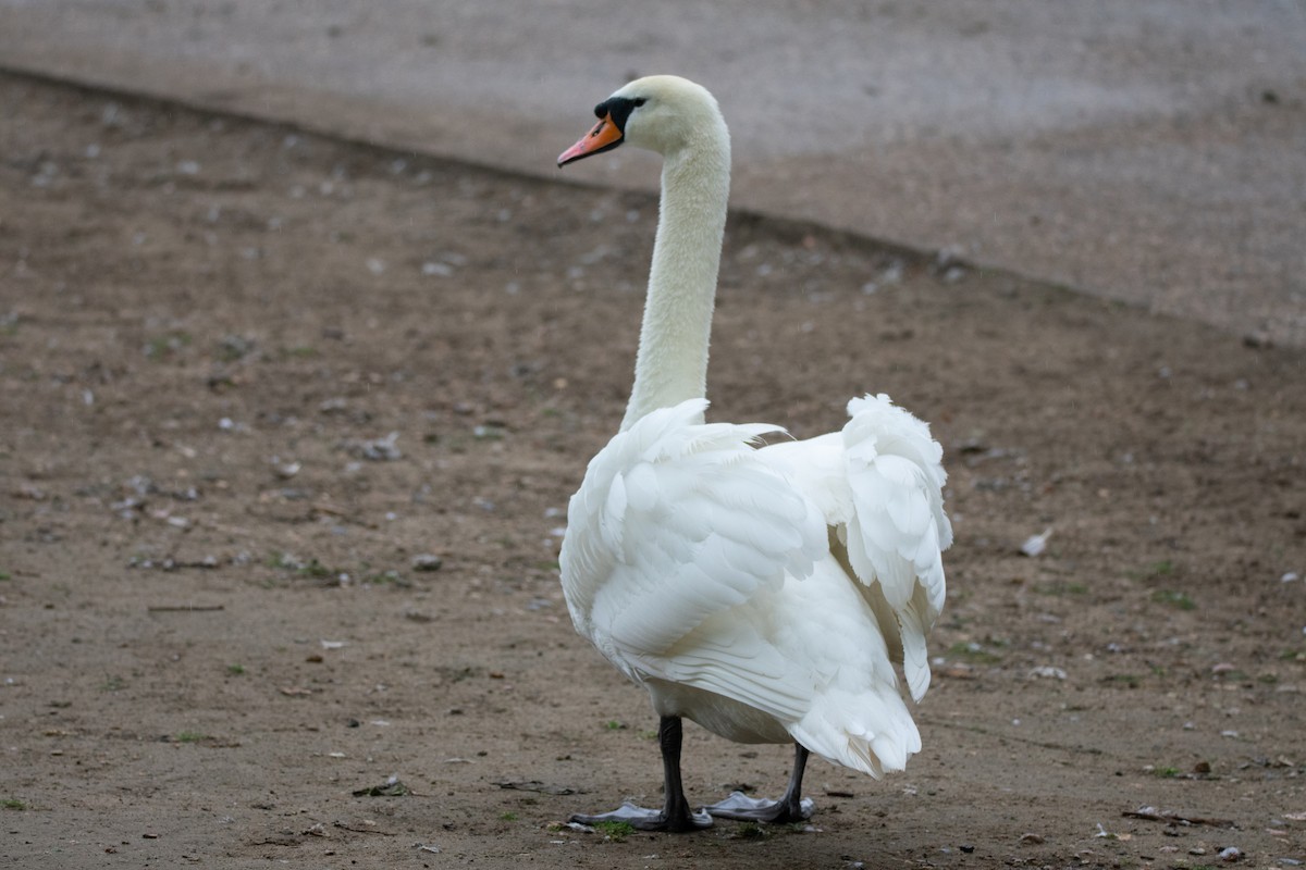 Mute Swan - ML623713320