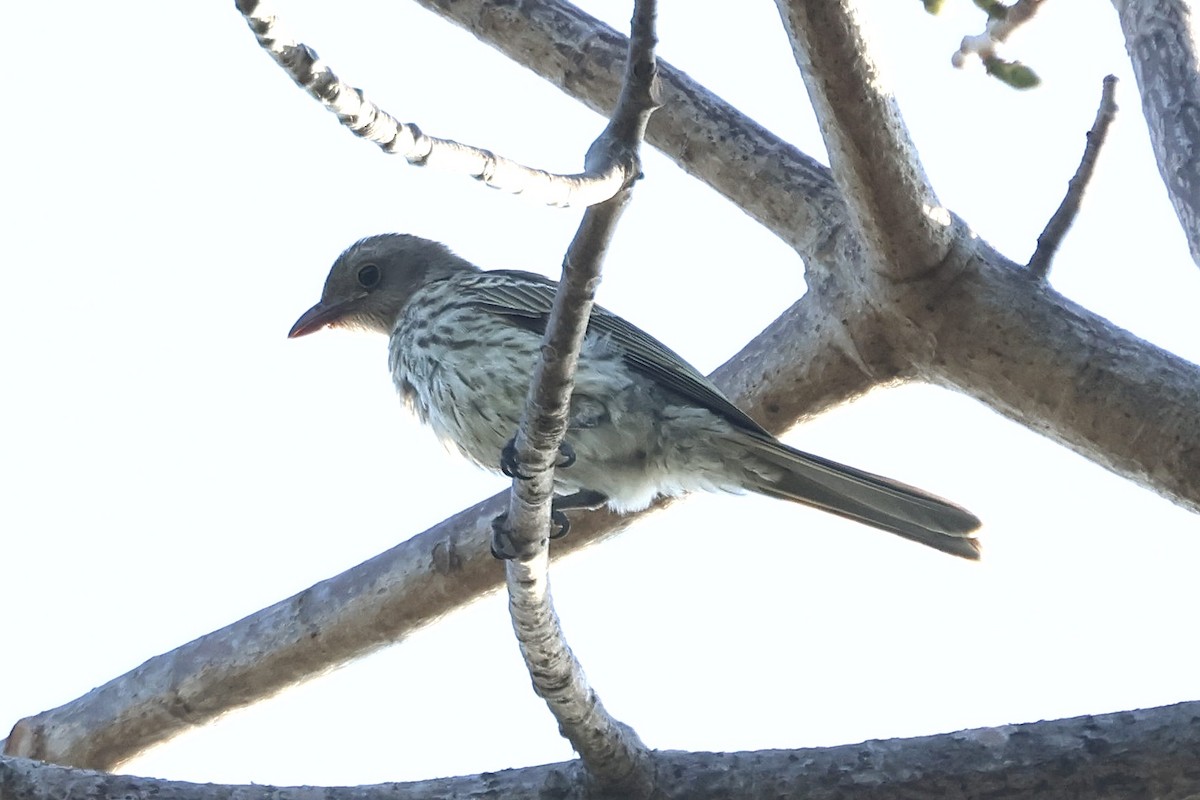 Green Figbird - ML623713343