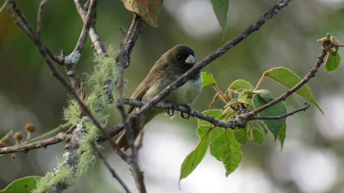 Yellow-bellied Seedeater - Cuniraya Experiencias aladas