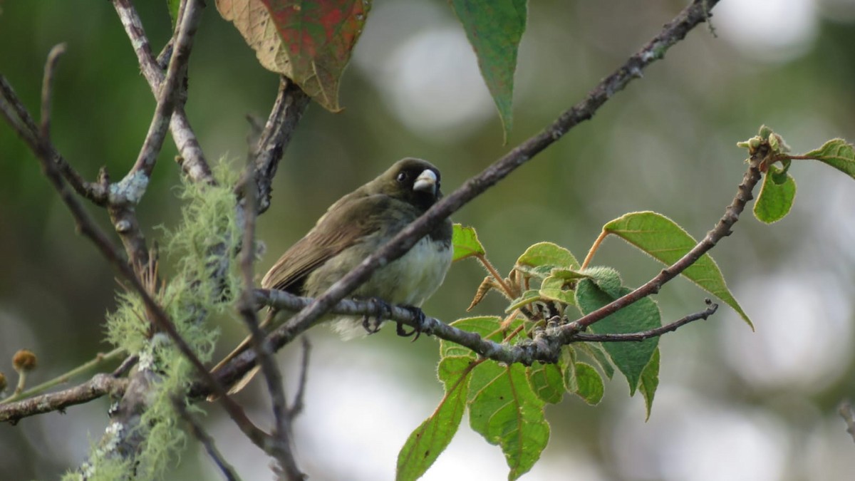 Yellow-bellied Seedeater - ML623713409