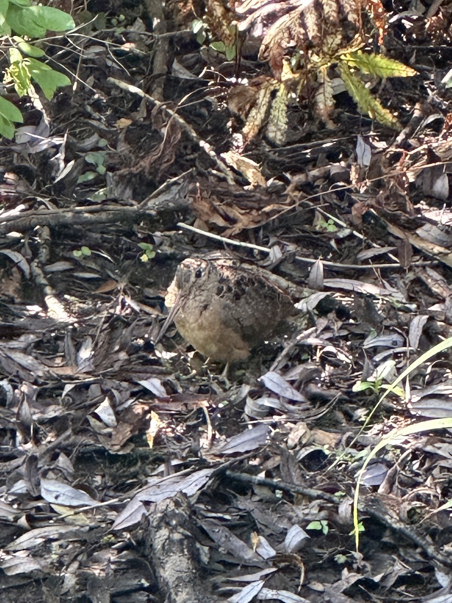 American Woodcock - ML623713411