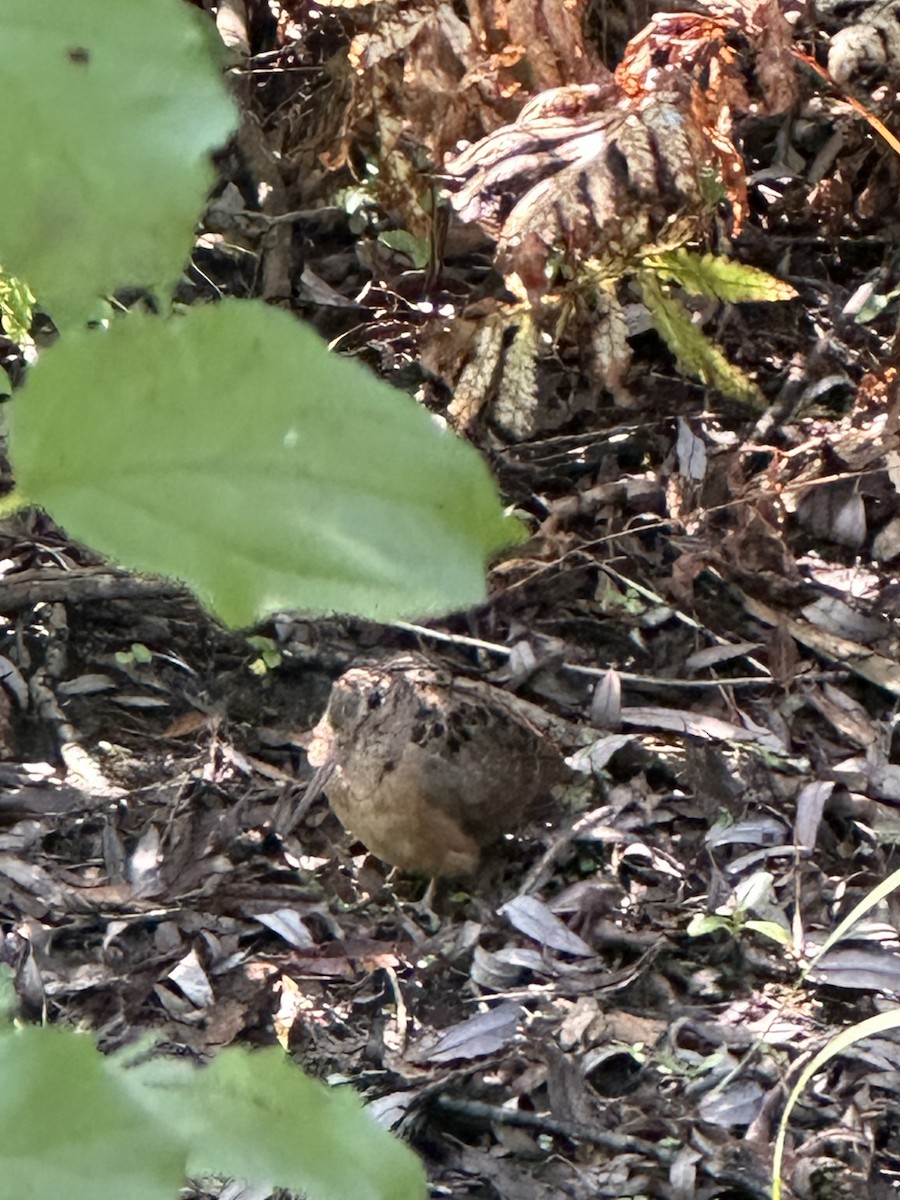 American Woodcock - ML623713412