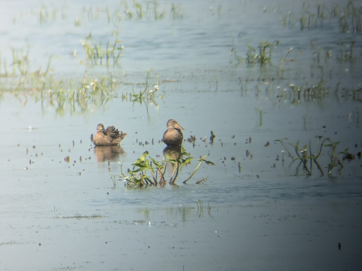 Northern Shoveler - ML623713425