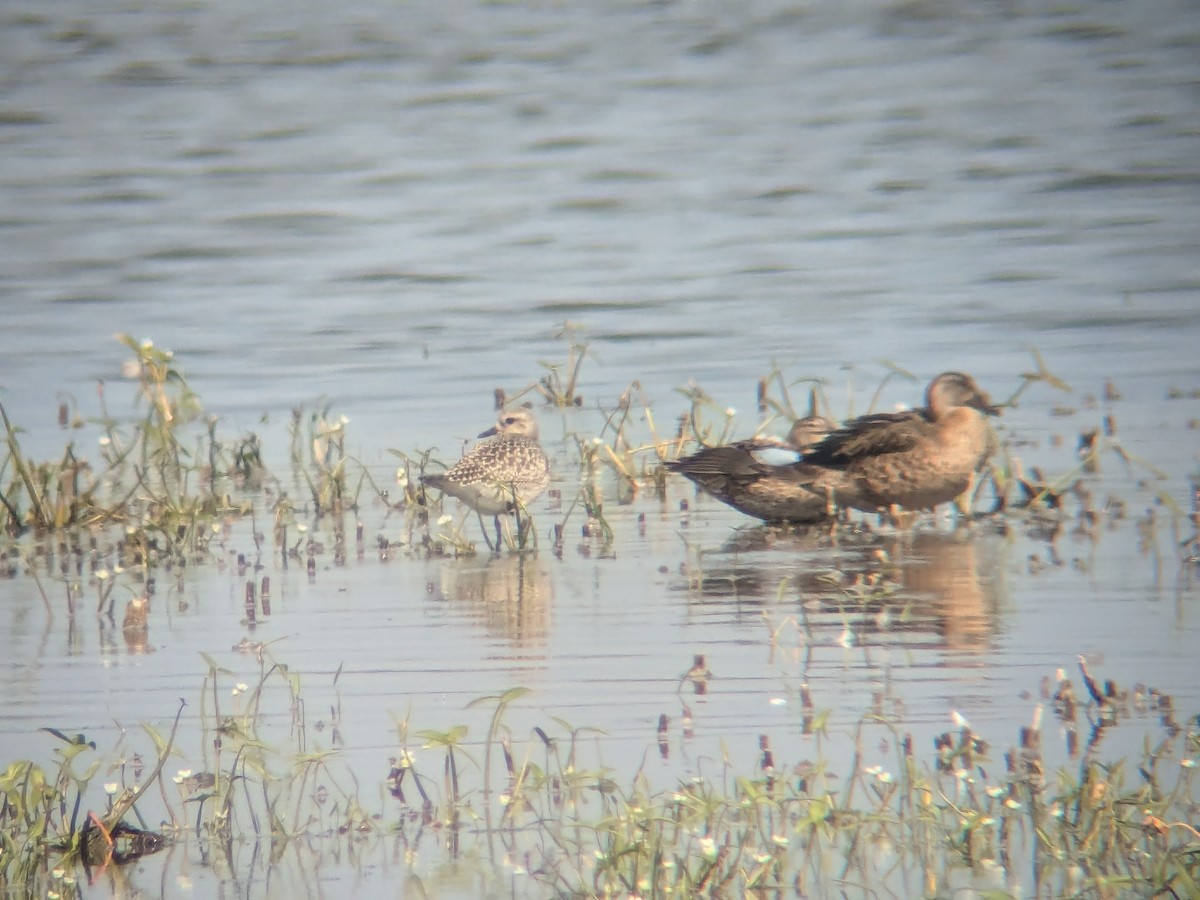 Black-bellied Plover - ML623713439