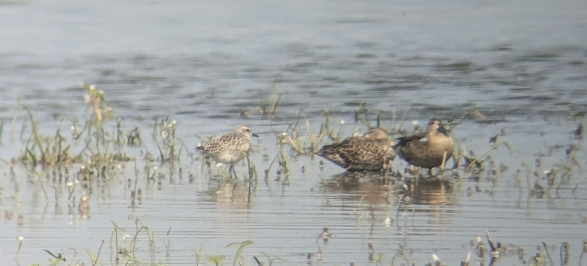 Black-bellied Plover - ML623713444