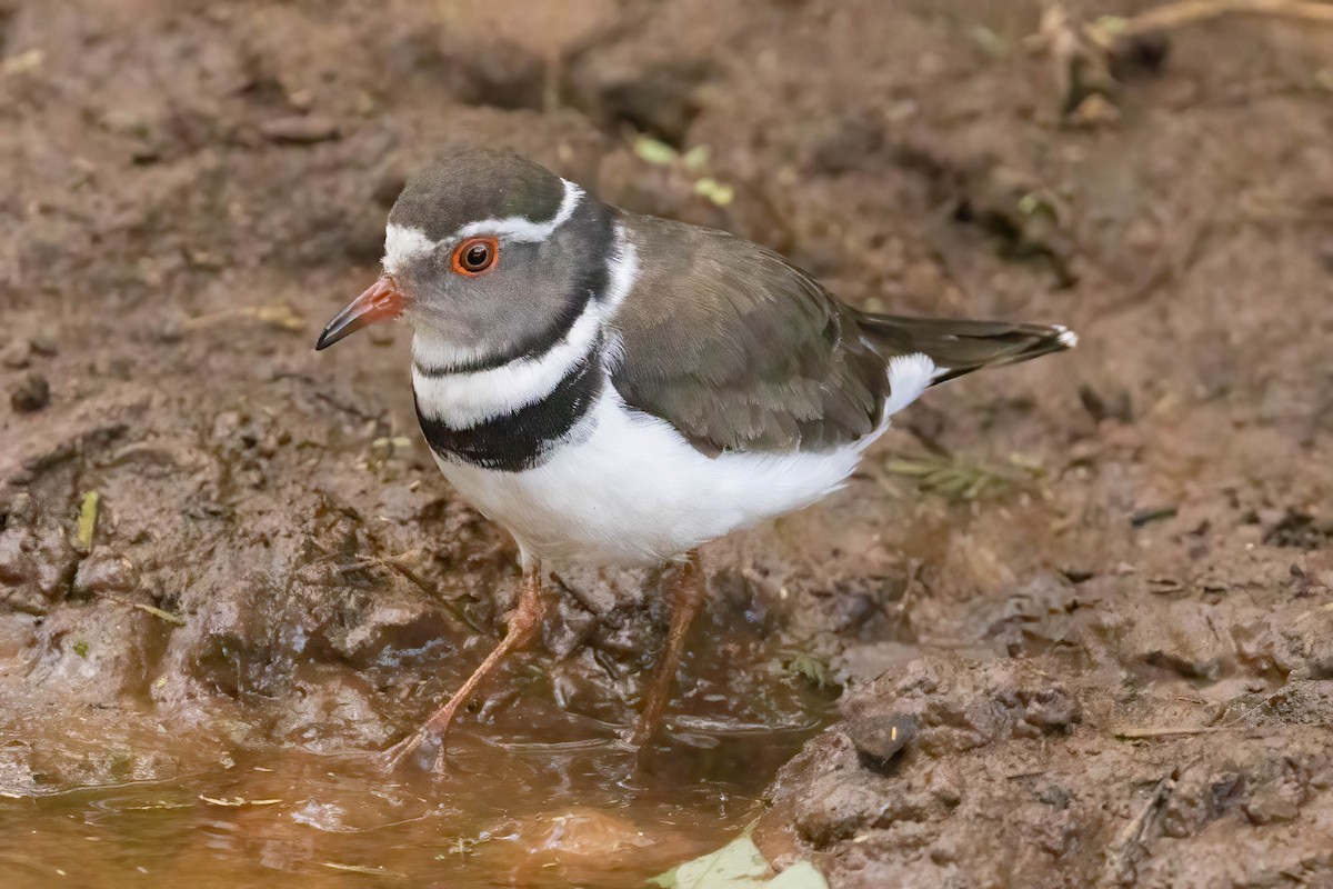 Three-banded Plover - ML623713485