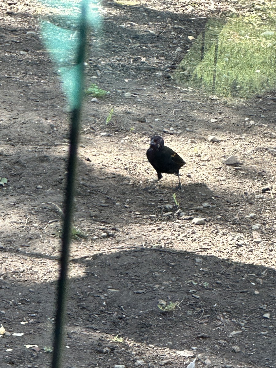 Red-winged Blackbird - ML623713533