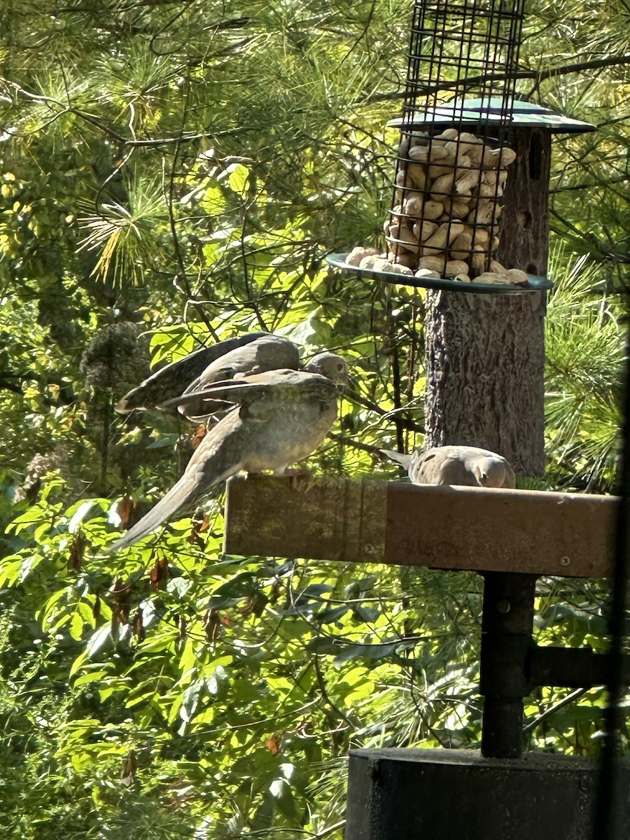 Mourning Dove - ML623713559