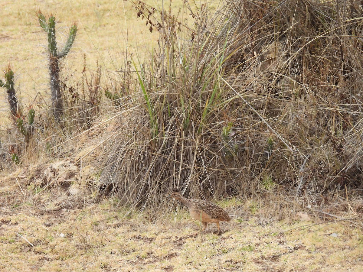 Andean Tinamou - ML623713639