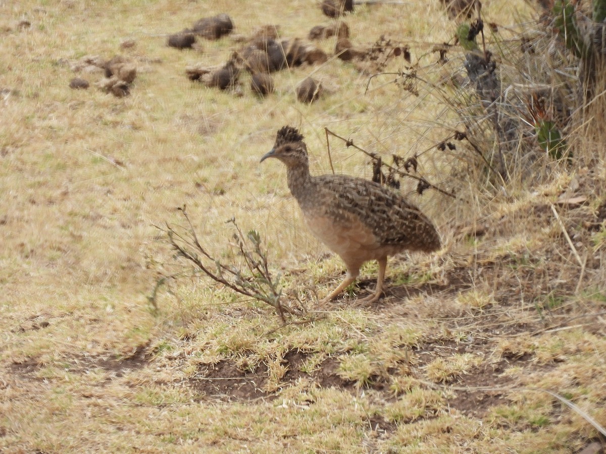 Andean Tinamou - ML623713640