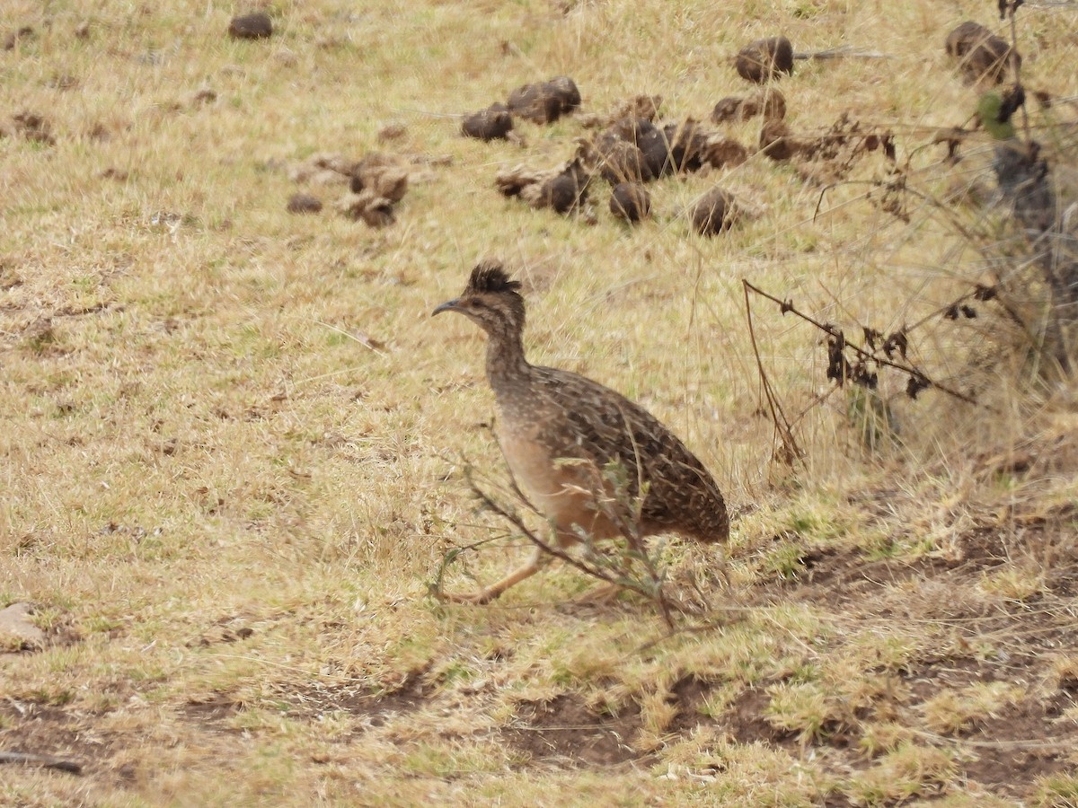 Andean Tinamou - ML623713641