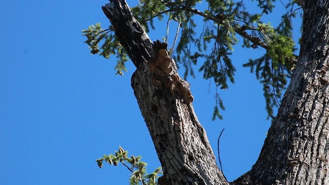 Lewis's Woodpecker - ML623713642