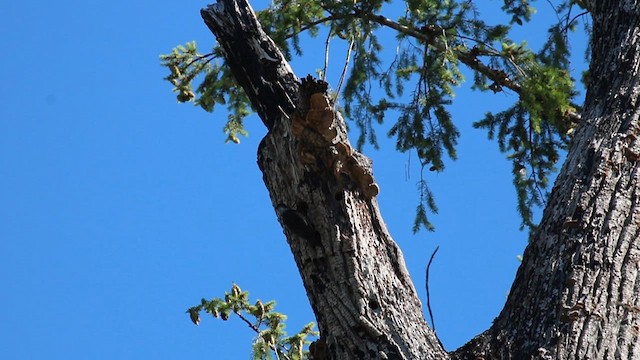 Lewis's Woodpecker - ML623713643