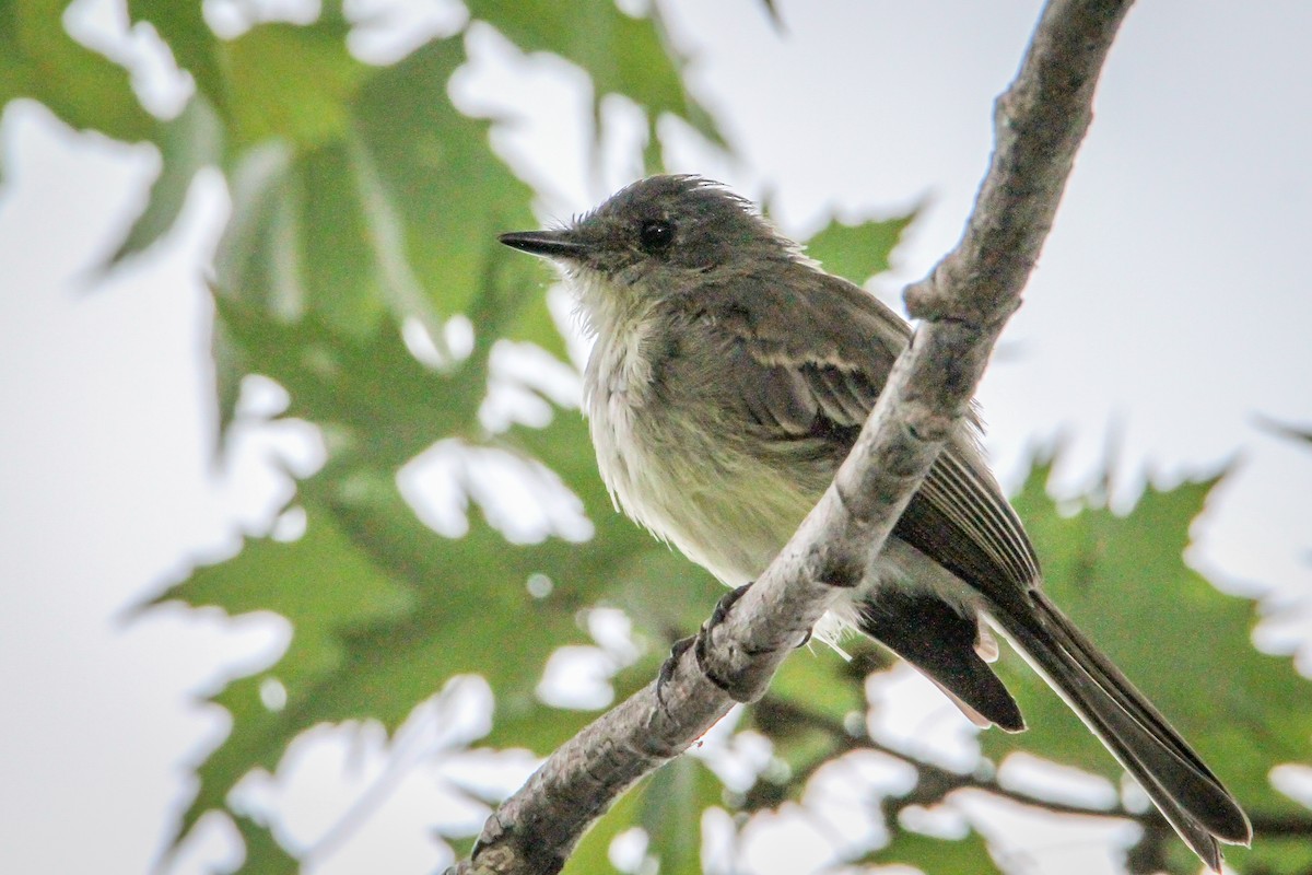 Eastern Phoebe - Denise Hargrove