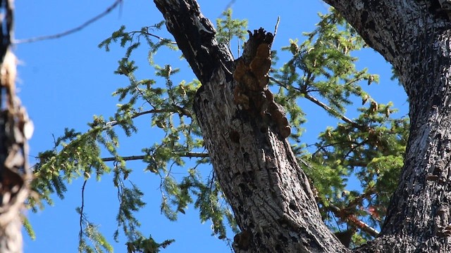 Lewis's Woodpecker - ML623713648