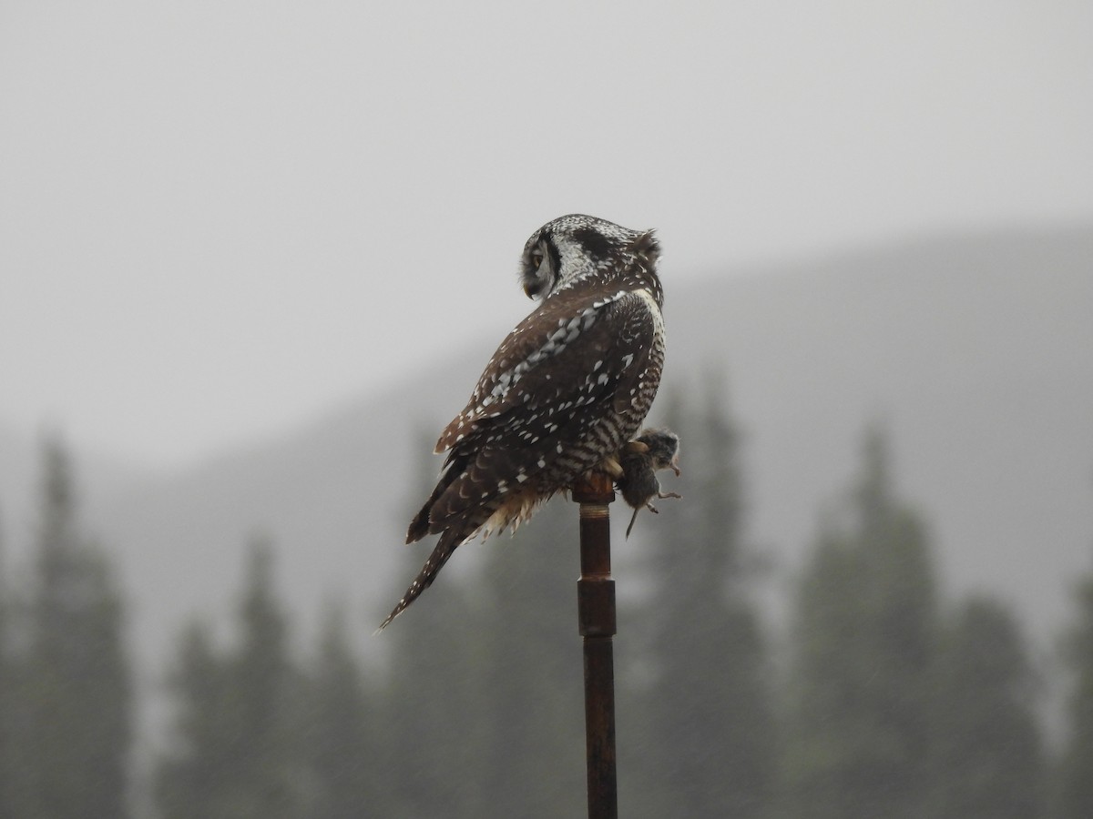 Northern Hawk Owl - Lachlan Bebout